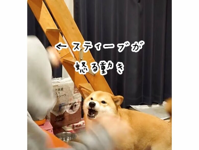 提供：柴犬スティーブch【コーギーと猫を添えて】さん