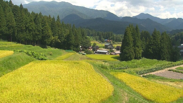 北五百川の棚田