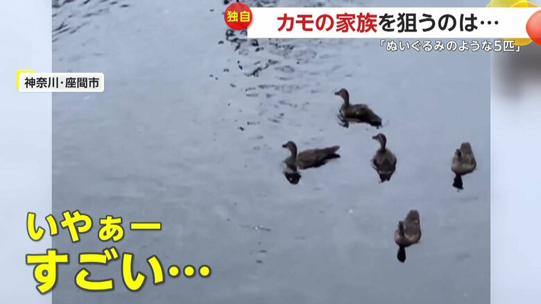 優雅に泳ぐカモの家族（1日午後6時半頃、神奈川・座間市）