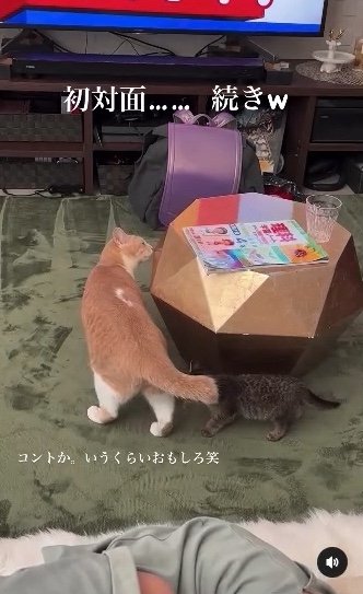 提供：たーにゃ。さん