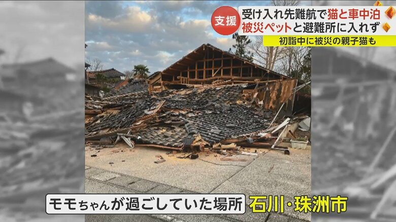 家は全壊してしまったものの、モモちゃんは奇跡的に生き延びた