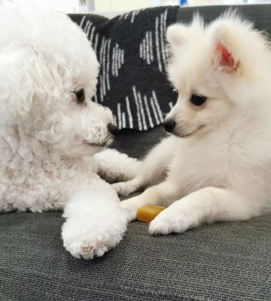 左：エマくん　右：ハルくん（提供：エマ emmaさん）