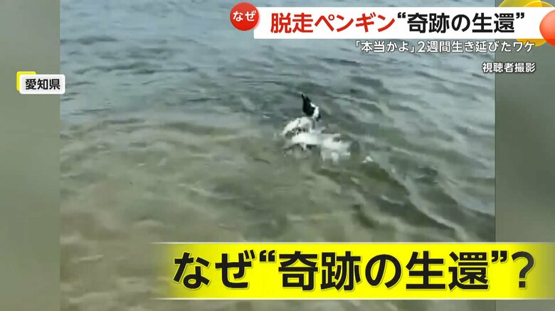 愛知県の海で撮影された、いるはずのないペンギンがプカプカ浮かぶ姿
