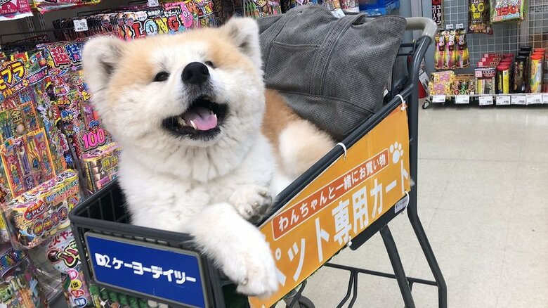 乗り物は得意だそう