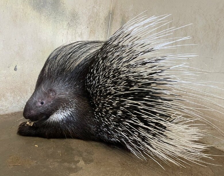 アフリカタテガミヤマアラシ（提供：東武動物公園）