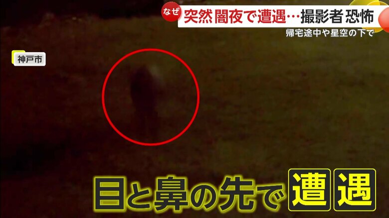 遊具の前で口を動かすイノシシたち（10月29日、兵庫・神戸市の夜の公園）