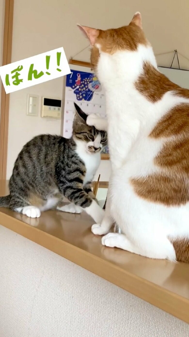頭をポンとされて動画は終了した