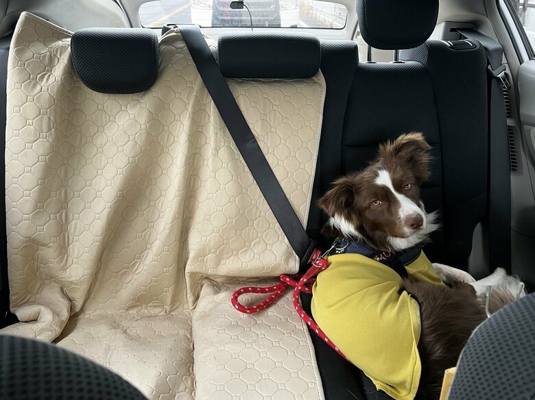 提供：ゆに＆メッシさん