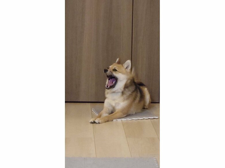 表情豊か！