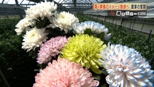 カラフルに染め上げられた菊