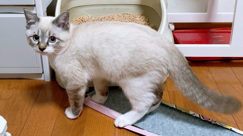 2021年11月ごろ。飼い主さんが「太ったことを確信した」とき