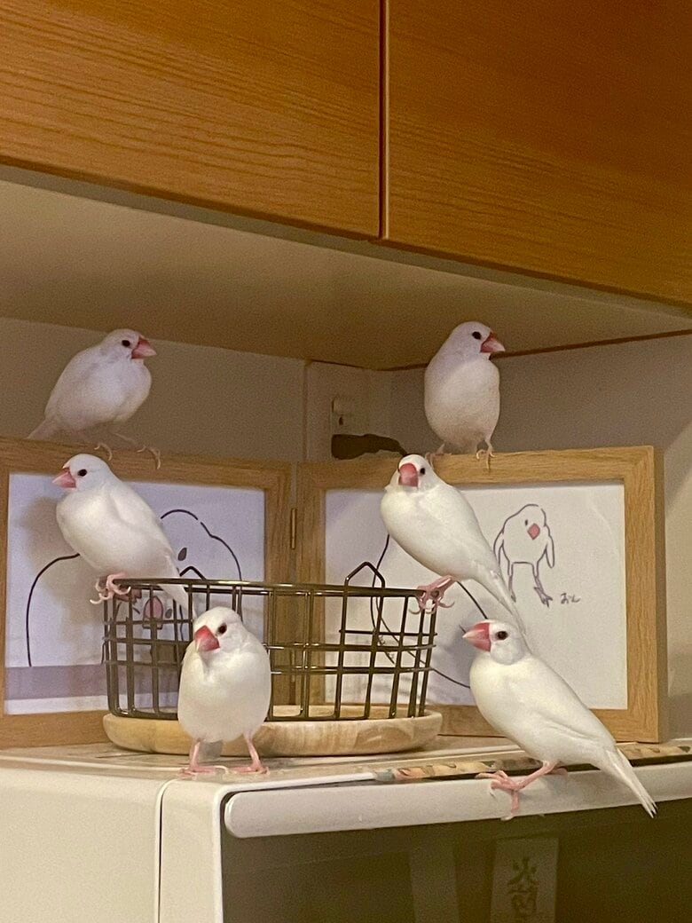 先住の文鳥たちと（大好きな作家さんが描いたイラストの上に集合）