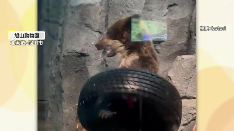 木やタイヤを振り回して遊ぶすなすけ