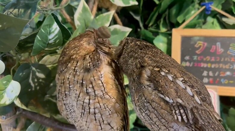 めげずに羽根を差し出すナツくん