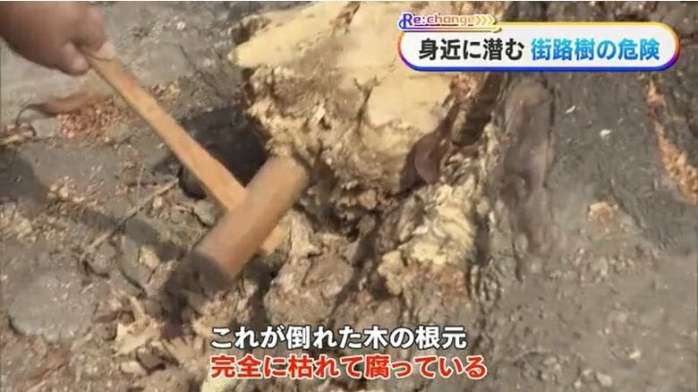 倒木した木の根元