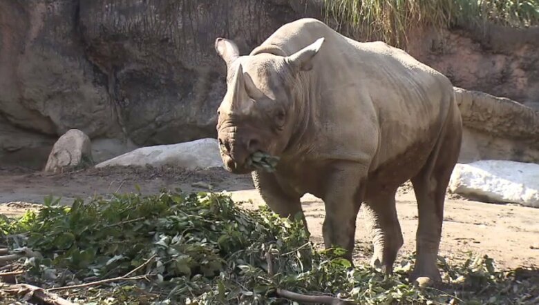 クロサイ「サミアちゃん」　
