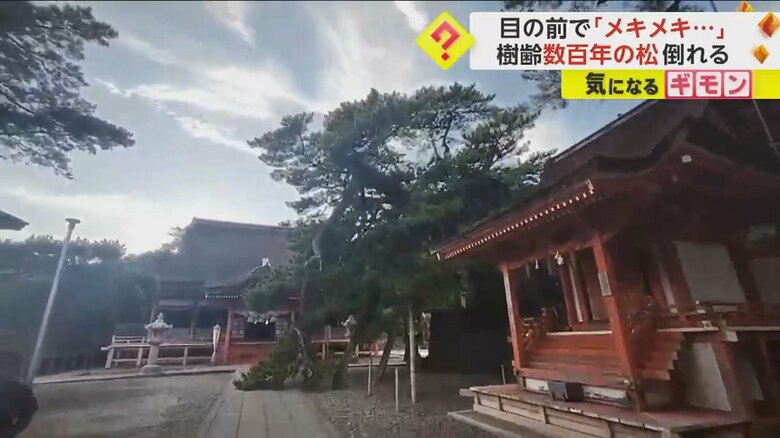 樹齢数百年の松の木が倒れる瞬間①