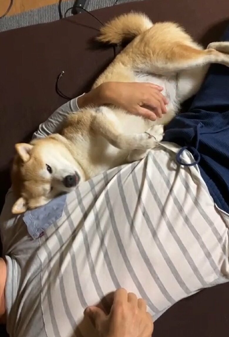 飼い主さんに甘えているここちゃん