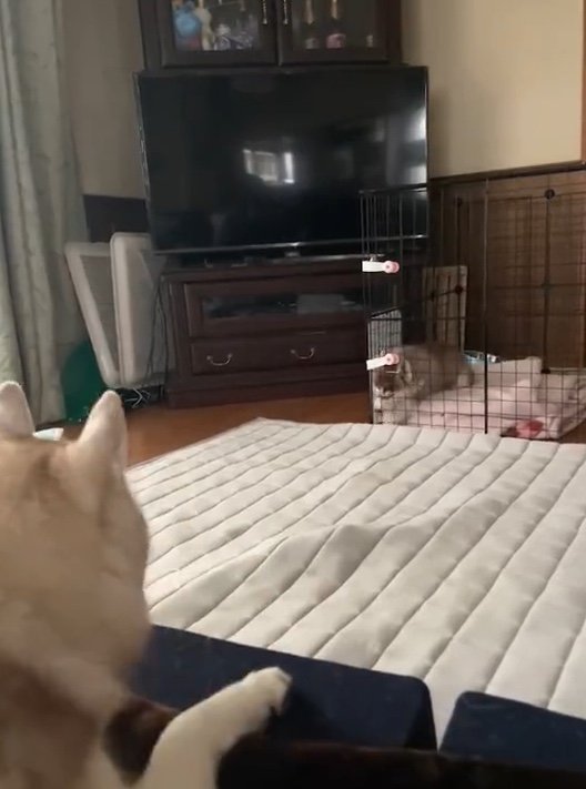 提供：ココとイチのままちゃん