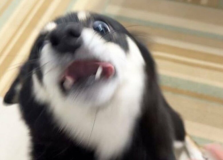 提供：豆柴あさのんさん