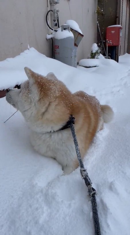 提供：秋田犬 五元(イモト)さん