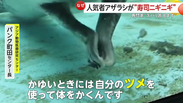 ツメで体をかいていたのではと専門家（視聴者撮影）