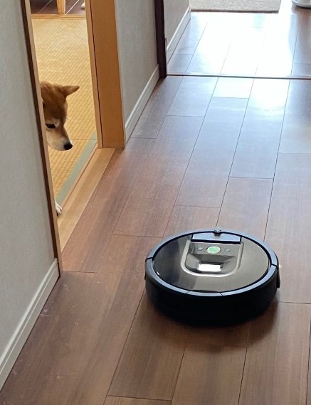 ルンバを監視中