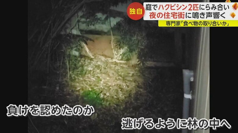 ハクビシン同士の“けんか”の様子