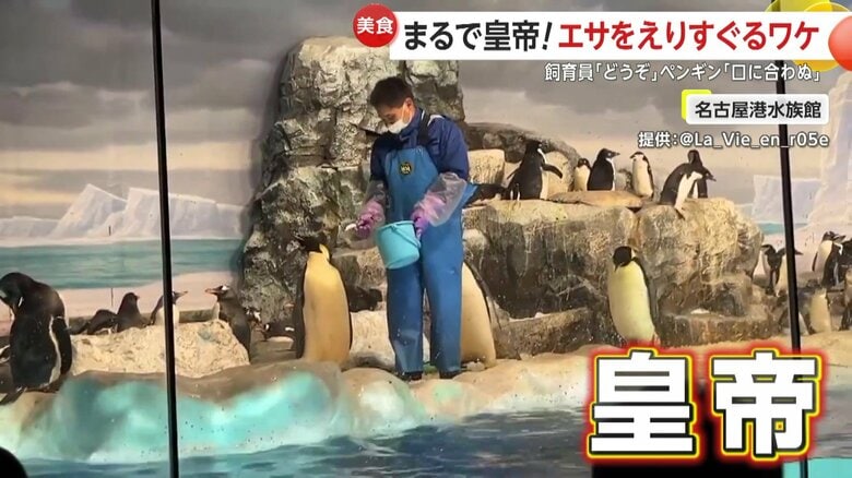 “皇帝”のような堂々たる立ち振る舞いのエンペラーペンギン