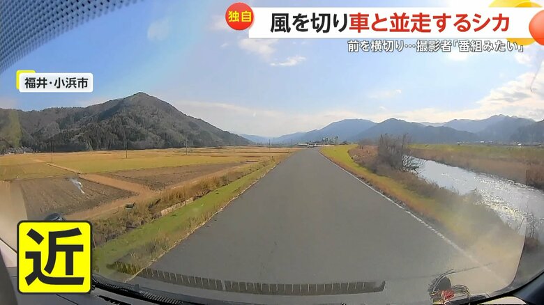 田園地帯を走るシカが道路の近づき、車の前を横切る一部始終（2）