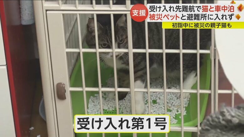 被災した猫のモモちゃん…支援団体「にゃんとボランティアネットワーク」に預けられた