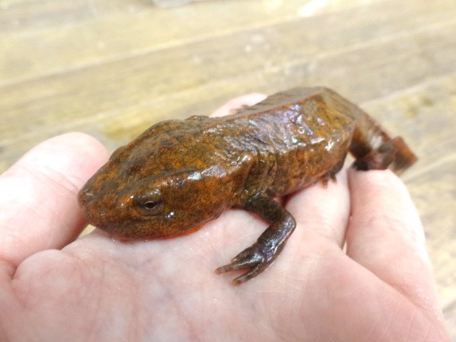 写真：爬虫類ショップSAURIA