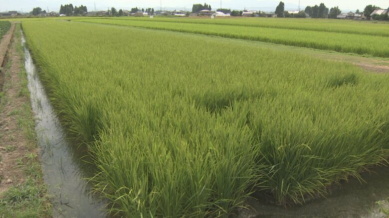 富山市内（今月5日）