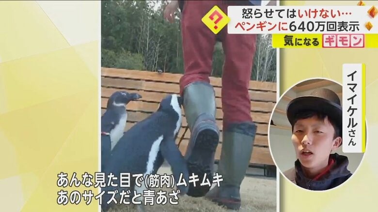 「あんな見た目で（筋肉）ムキムキ」だというペンギンのガンくん
