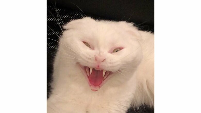 この時もあくびをしていた