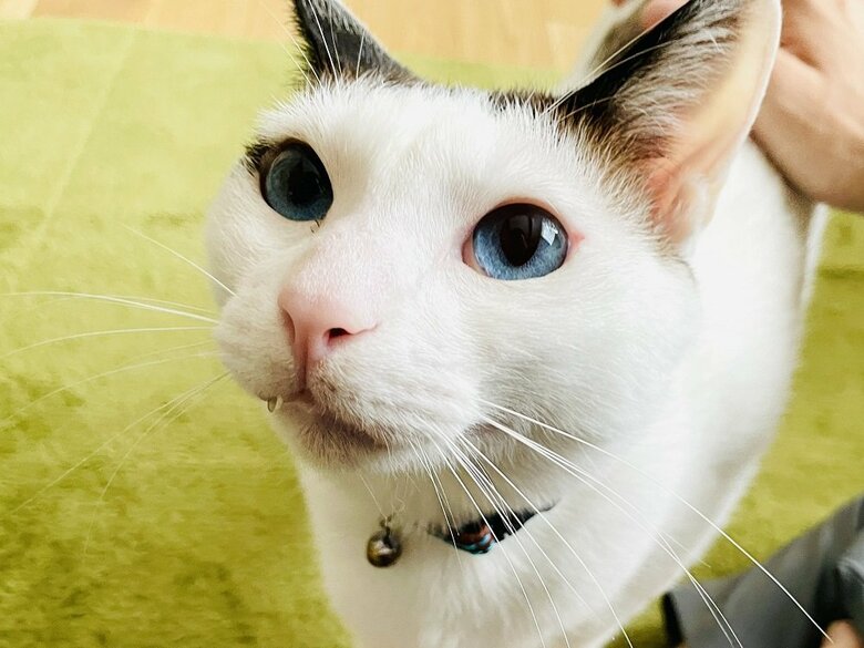 ブルーの瞳が美しいつくねくん（提供：つくね＆ひまりさん）