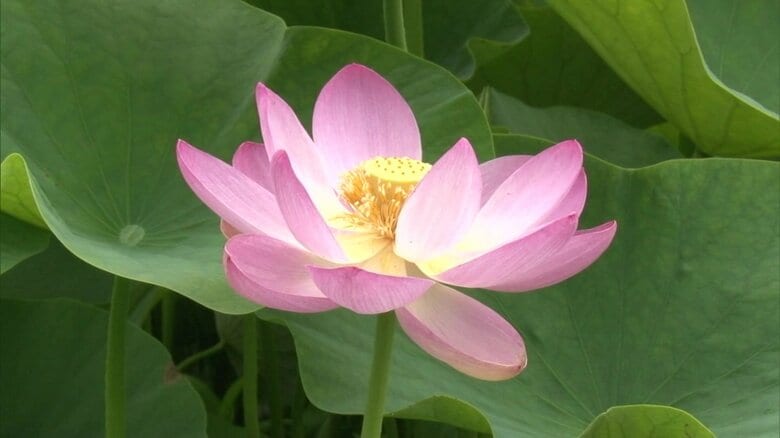 古代ハス・2000年前の地層で発見された奇跡の花