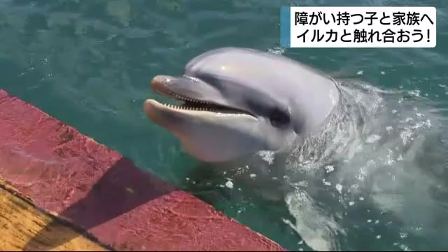 「ナスみたいにやわらかい」イルカに癒されて 障がい持つ子と家族がふれあい体験 静岡・伊東市