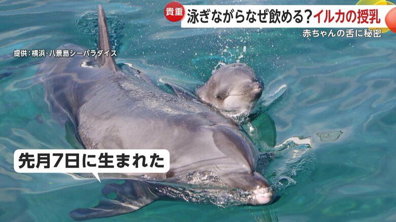 母親に寄り添いながらゆったりと泳ぐ生後1カ月の赤ちゃんイルカ