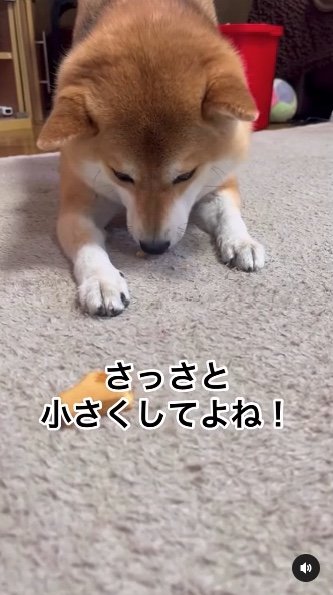 提供：柴犬ゆきちゃん