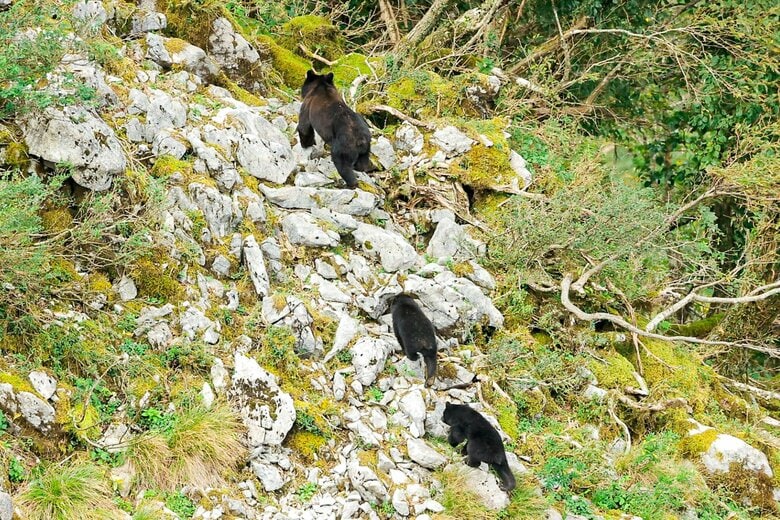 母グマ1頭で子グマを2頭以上連れていることもある（イメージ）