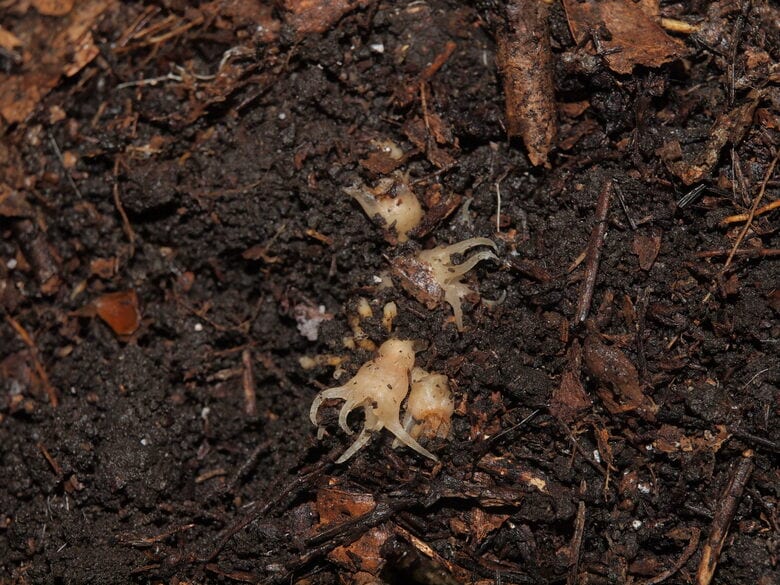 ムジナノショクダイ（提供：神戸大学大学院 末次健司教授）