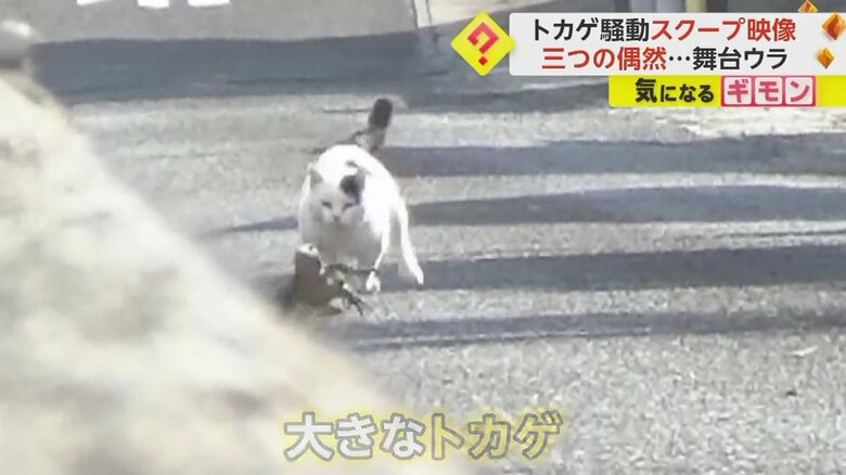 ネコに追いかけられトカゲが必死に逃げている瞬間⑦