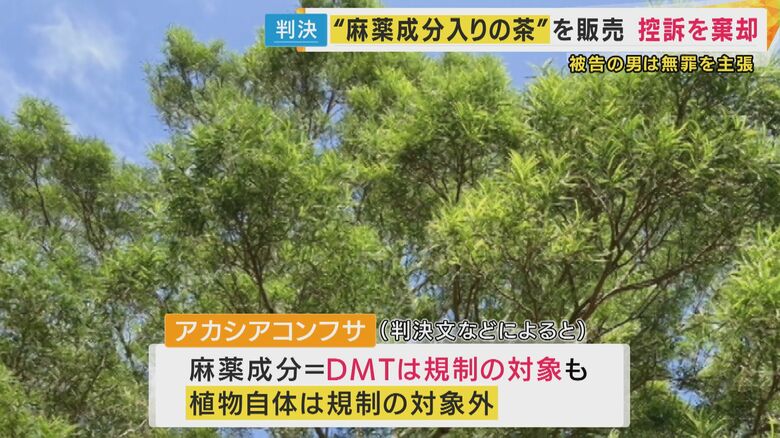 アカシアコンフサ