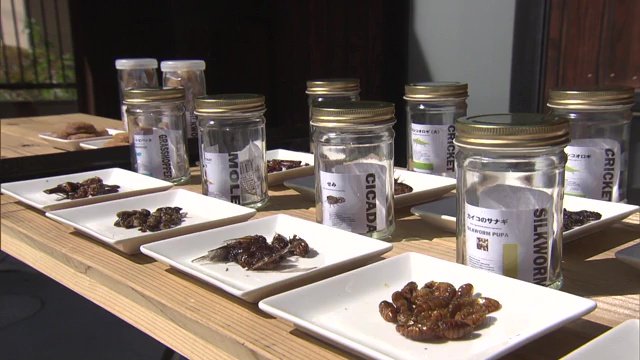 昆虫食がずらり