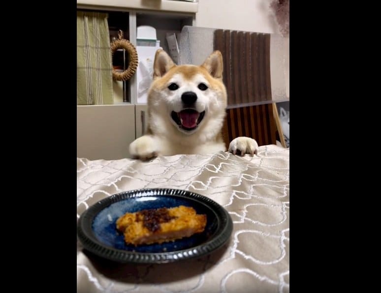 おいしそうなとんかつを前にキラキラした目