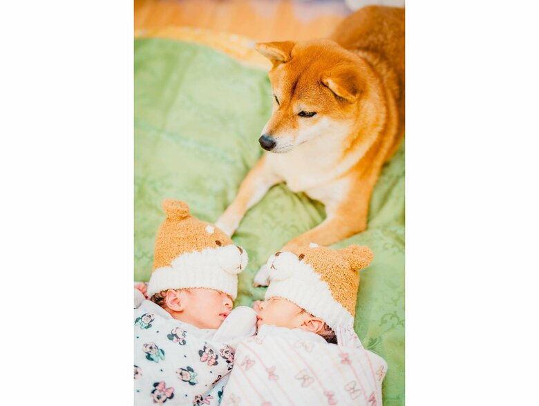 妹まーちゃん（左）と姉ゆーちゃんを見守るむぎちゃん（提供：柴犬 むぎさん）