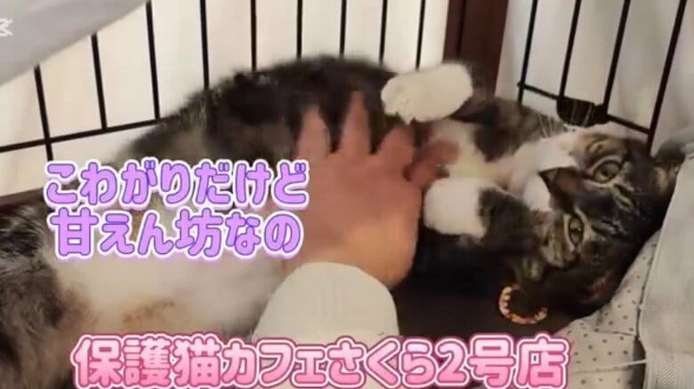 カフェで暮らす猫たちの魅力を発信