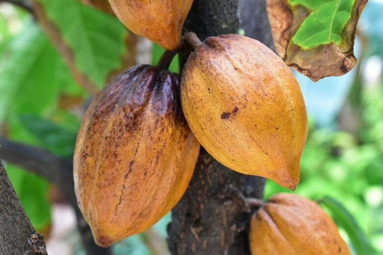 チョコレートの原料カカオ（画像はイメージ）