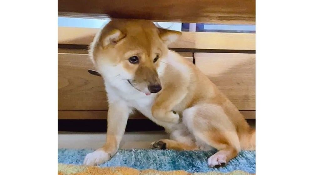 初めての雷に柴犬がブルブル 鳴りやんでも5時間出てこず その後克服できたの 飼い主に聞いた Fnnプライムオンライン Goo ニュース